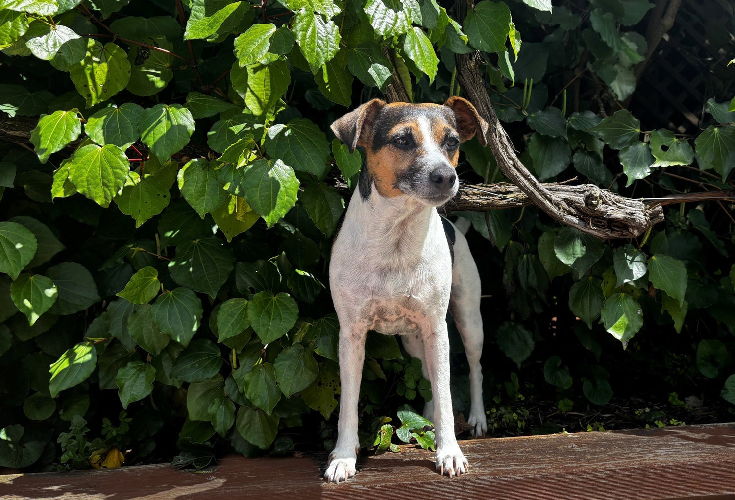 Kawakawa Balm for People ... and Pets!